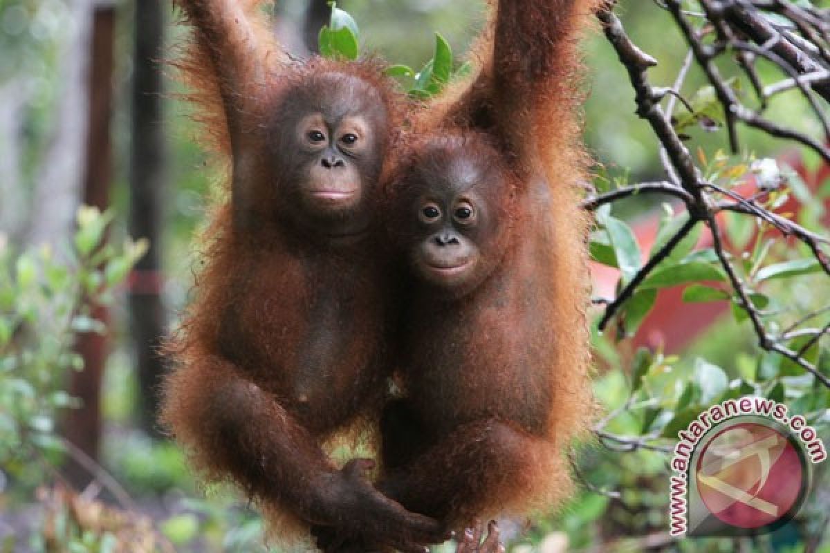 BOS will release 600 orangutans in 2012