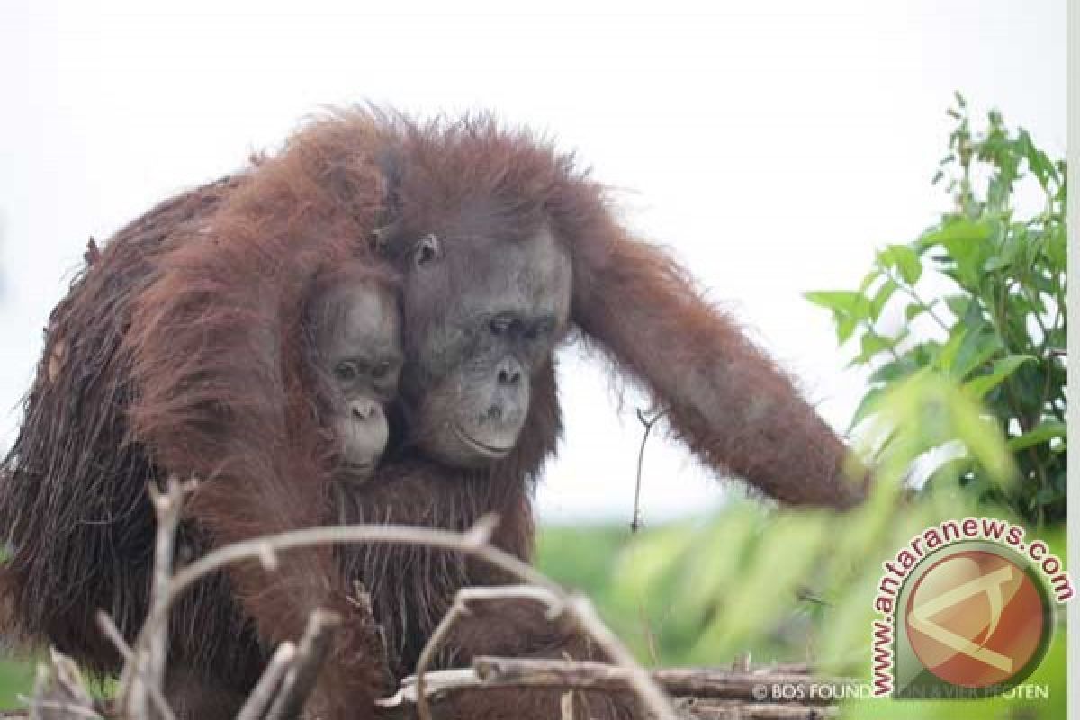 BENCANA ASAP - Kebakaran hutan, orangutan rambah permukiman Kotawaringin Timur
