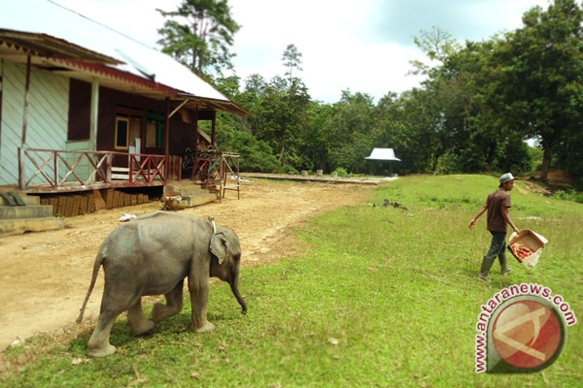 Gajah Sumatera mati dengan luka bacok