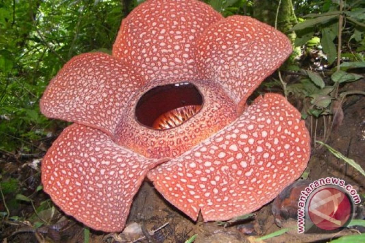 Warga amankan 14 titik habitat rafflesia 