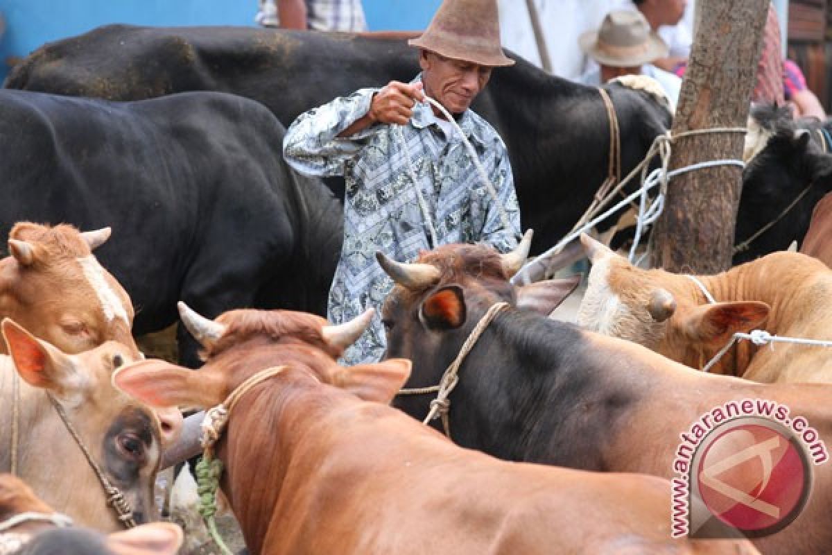 BPS prediksi Sulbar mampu swasembada daging