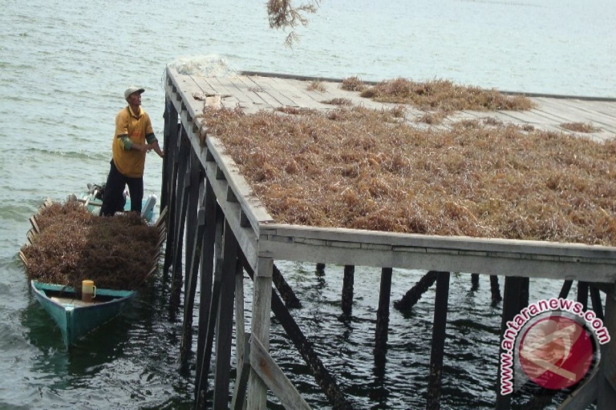 Warga Bontang Terbantu Dermaga Penjemuran Rumput Laut