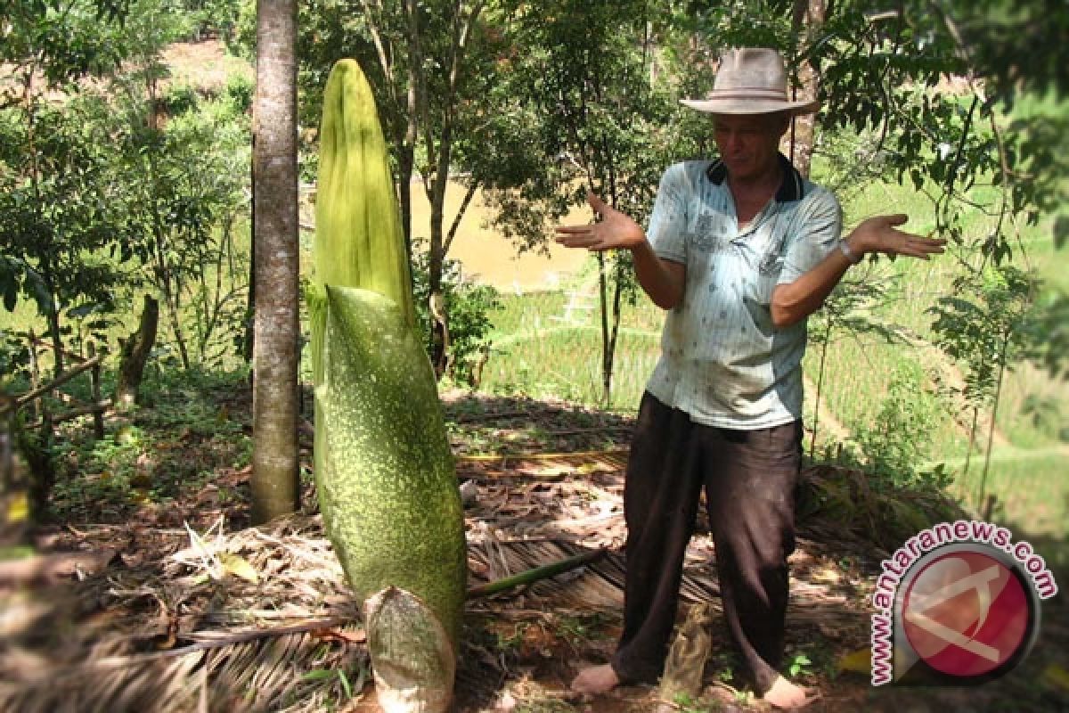 Bunga bangkai hasil penangkaran warga Bengkulu mekar