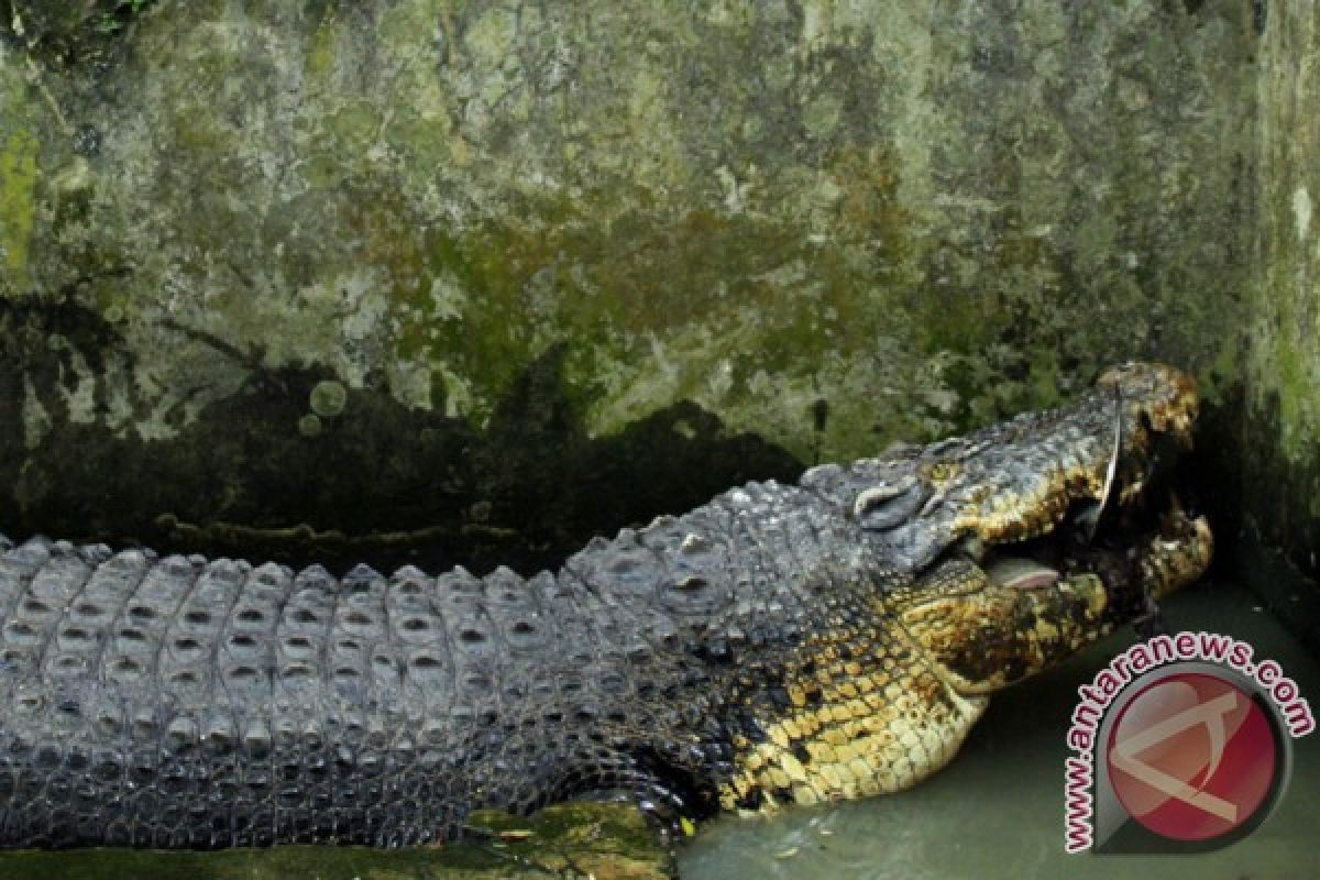 Petani tambak  tangkap buaya dalam keadaan hidup