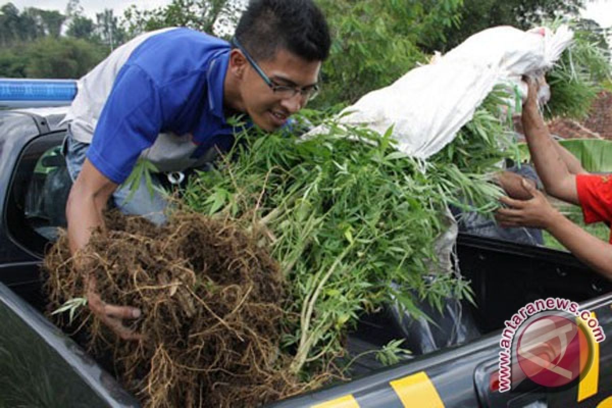 Polda Bengkulu temukan 5,5 hektare ladang ganja
