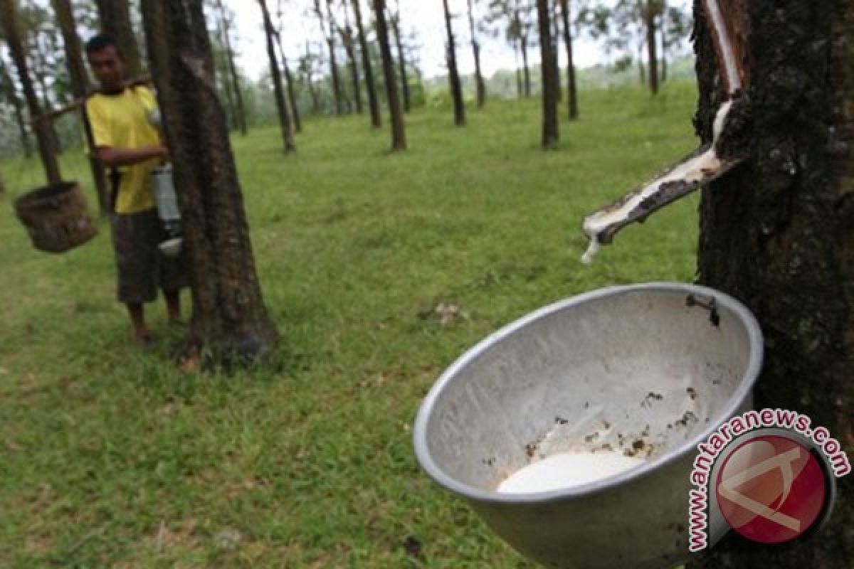 Indonesian rubber prices fluctuating