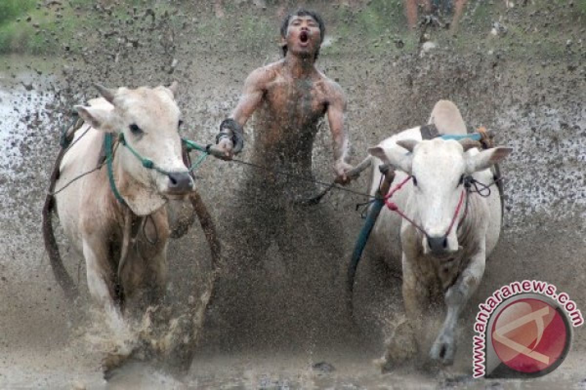 Some 300 photographers cover cow race in West Sumatra