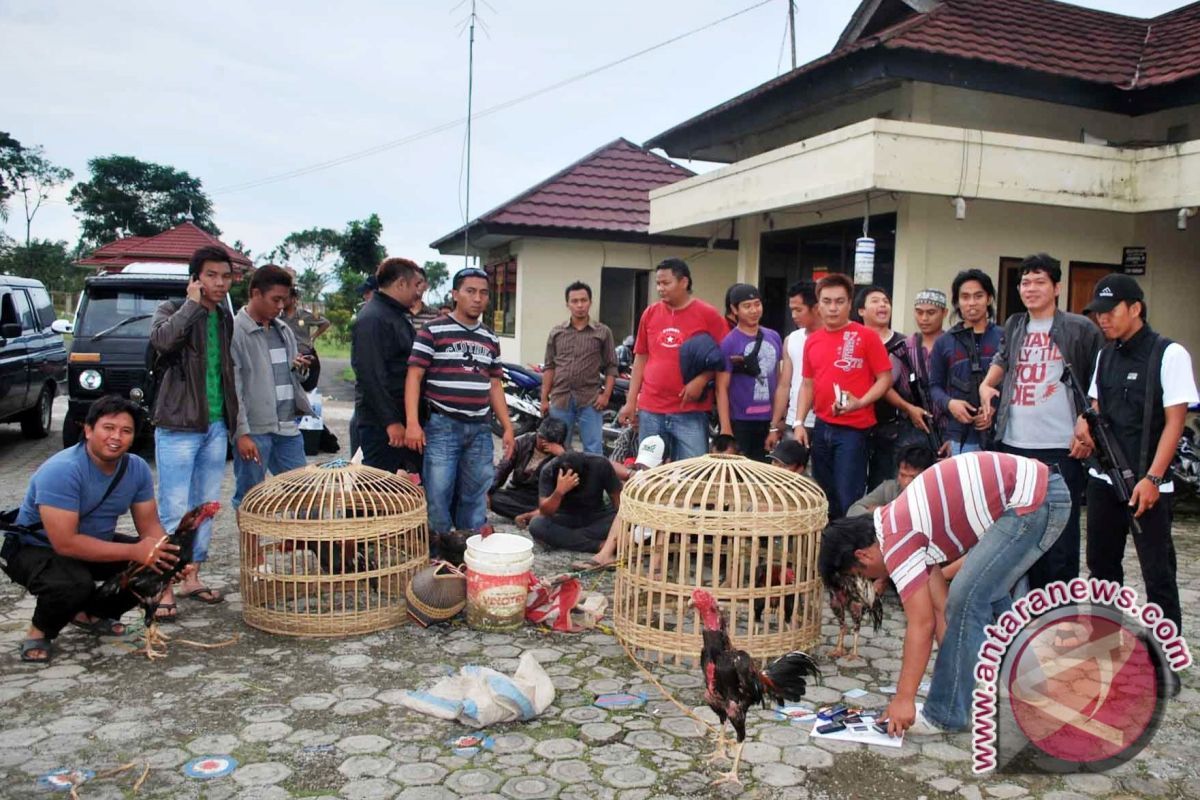 Polresta Pagaralam tangkap 11 penjudi sabung ayam 