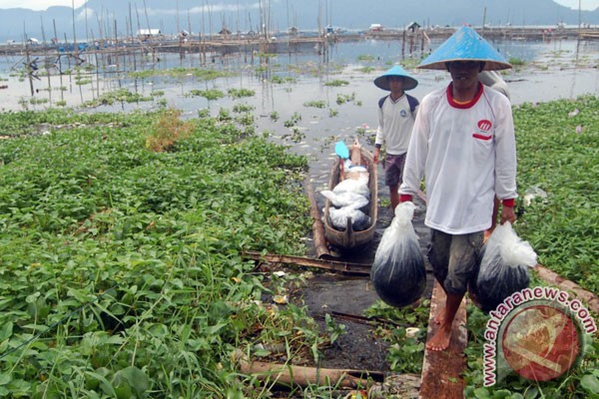 Danau Maninjau ditanami 1.000 pohon