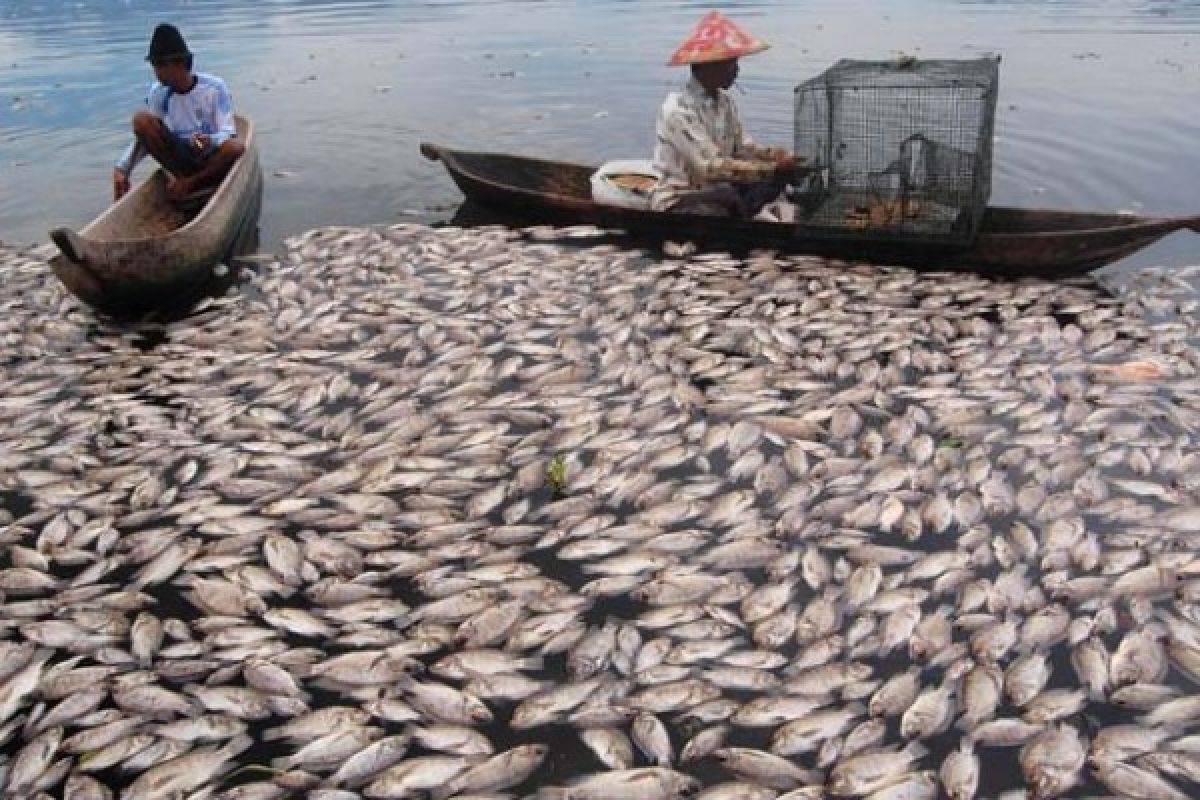 Ikan Danau Maninjau Mati, Target Produksi Ikan Tidak Tercapai