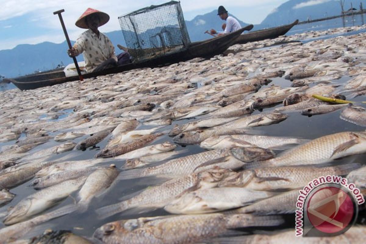 Sekitar 16,5 ton ikan Danau Maninjau mati mendadak