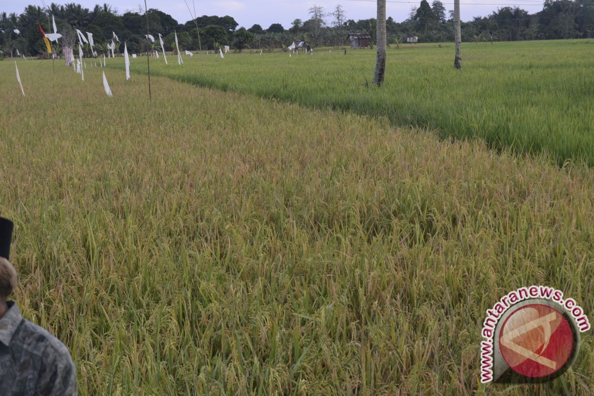 Petani Teluk Pandan  Optimistis Tingkatkan Produksi Padi 