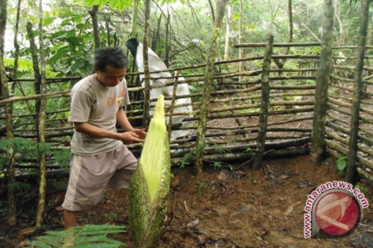 Penangkar bunga bangkai butuh dukungan fasilitas