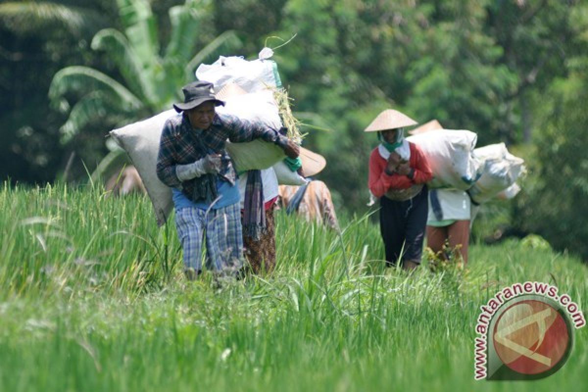 Produksi beras meningkat meski lahan susut