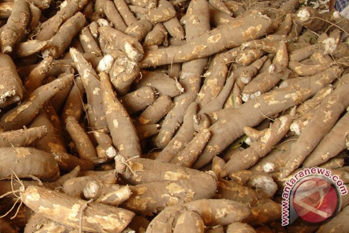 Ministry advises against importing cassava