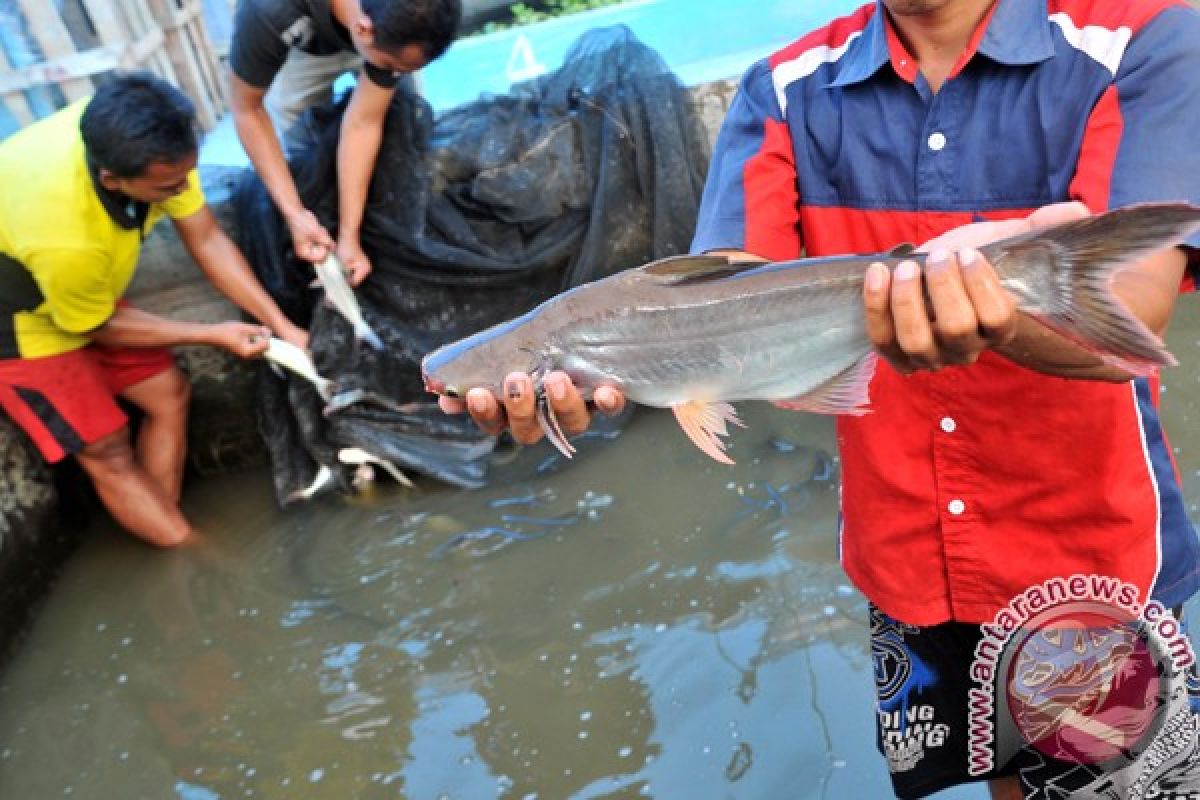 Ribuan ikan patin mati, kelompok tani merugi 