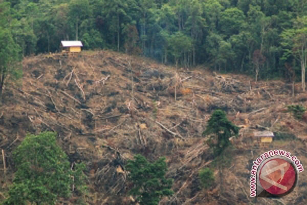 Laju kerusakan hutan Jambi parah