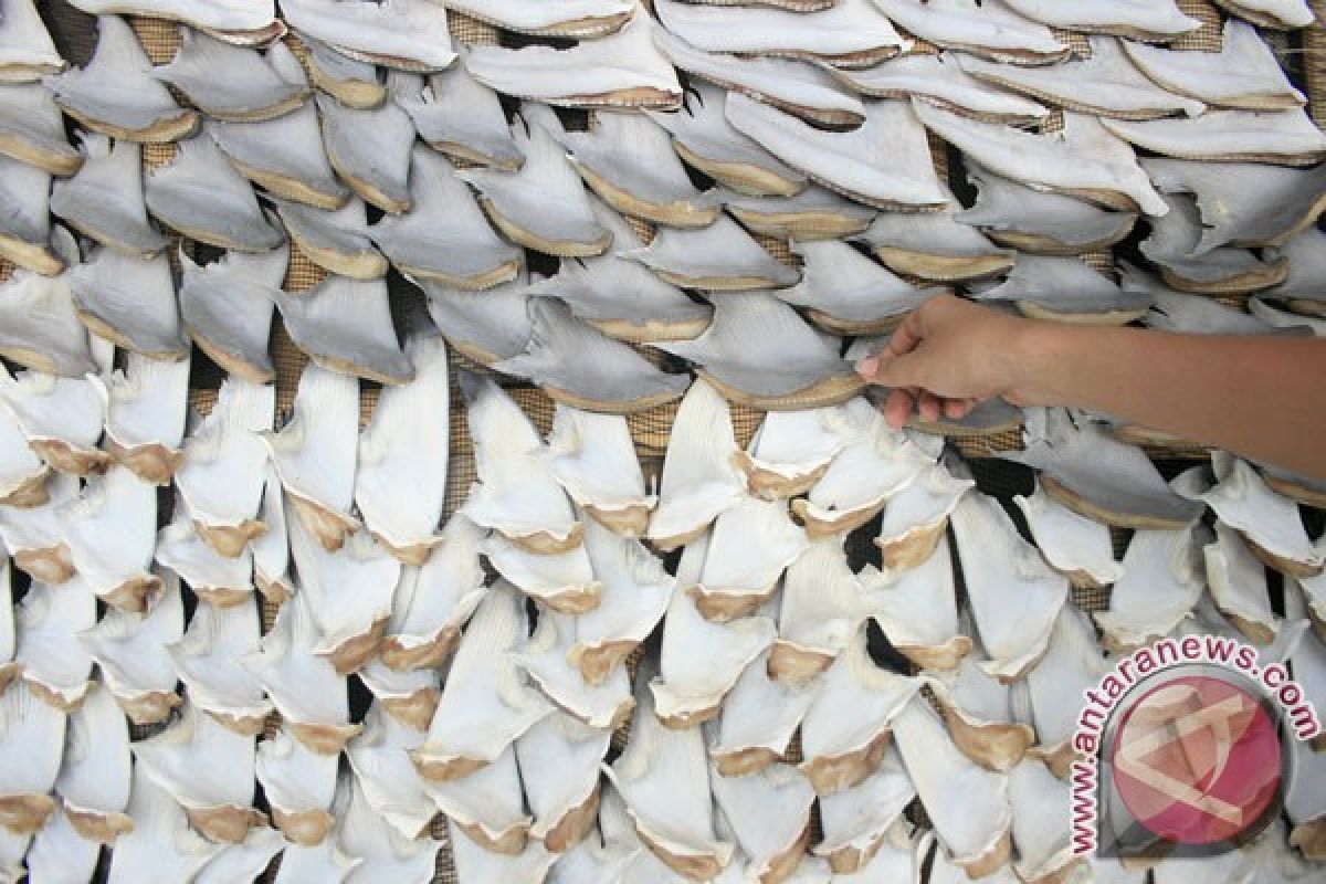 Polisi Gilimanuk sita ratusan sirip ikan hiu