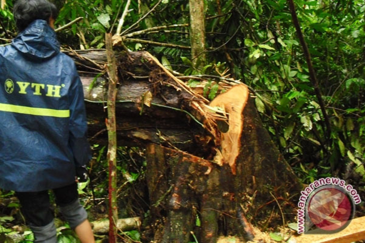 Perambah rusak kawasan hutan Bengkulu