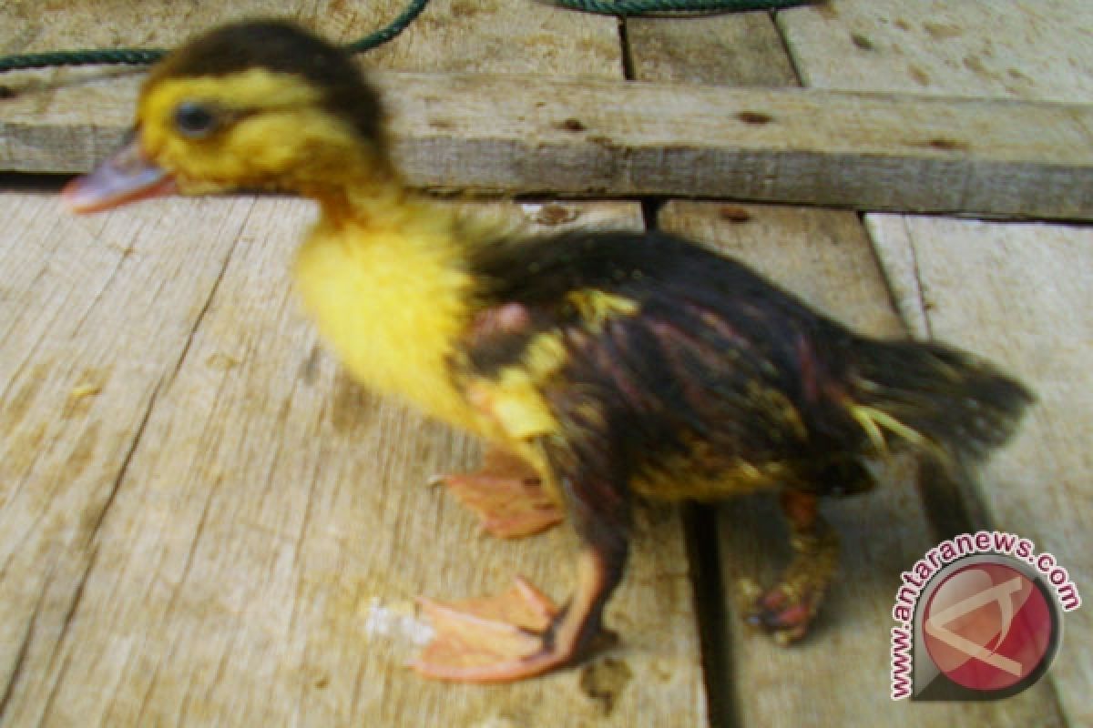 Pembuahan ganda diduga penyebab bebek berkaki tiga