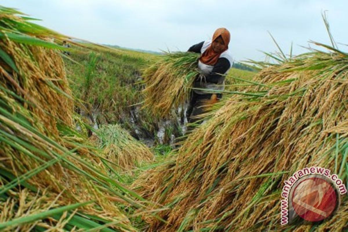 Wamentan: ketahanan pangan Indonesia lindungi pangan dunia