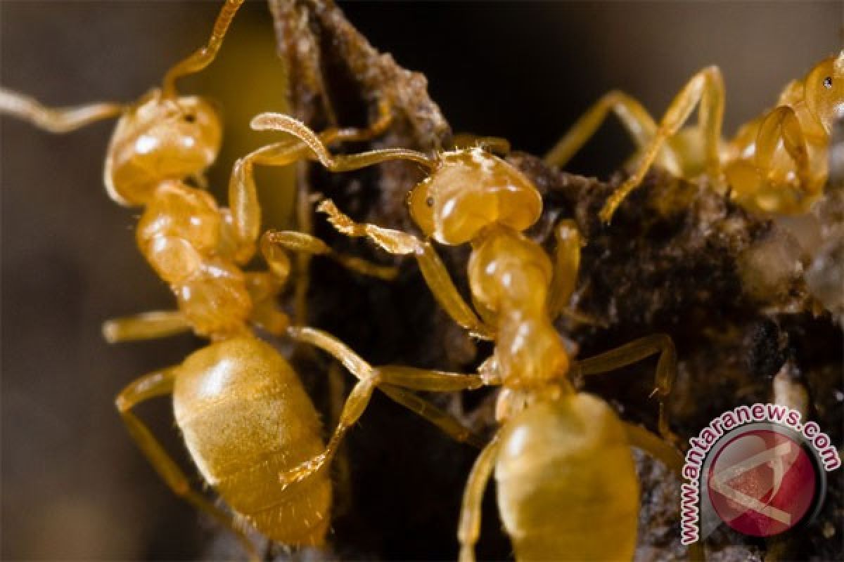 Semut diduga bisa mendeteksi gempa bumi