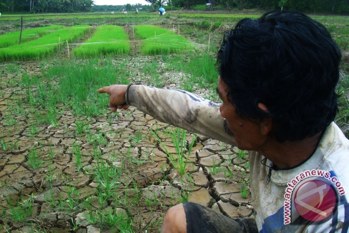 Pencapaian areal tanam padi sawah di Bengkulu turun