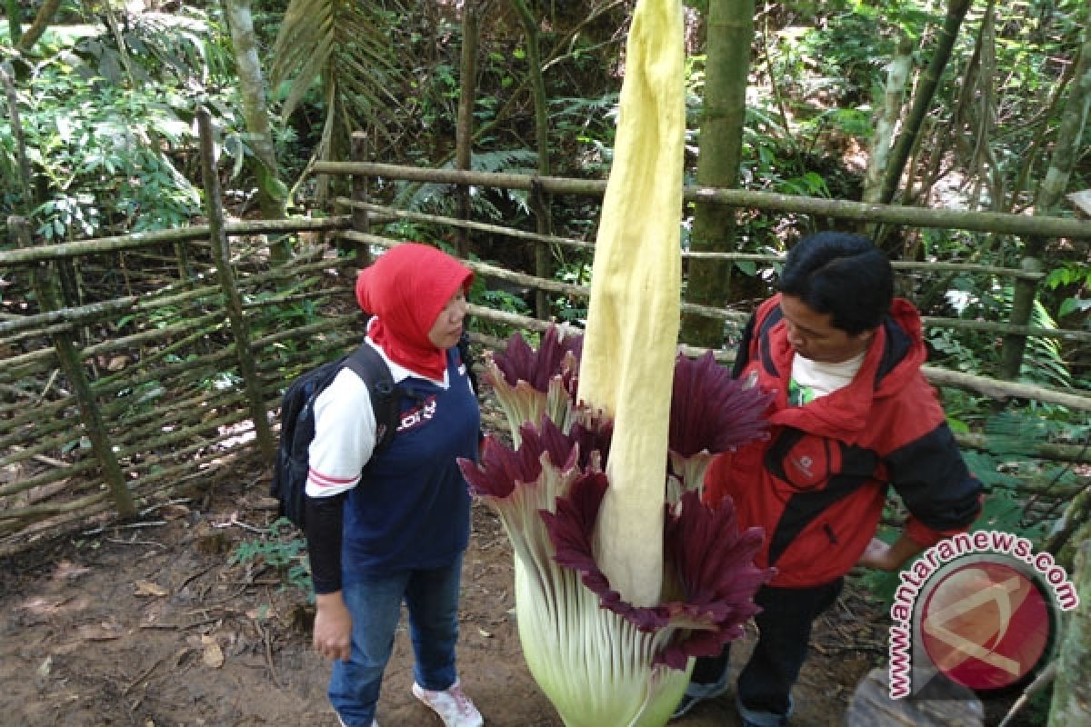 Tiga bunga Amorphophallus mekar di Bengkulu