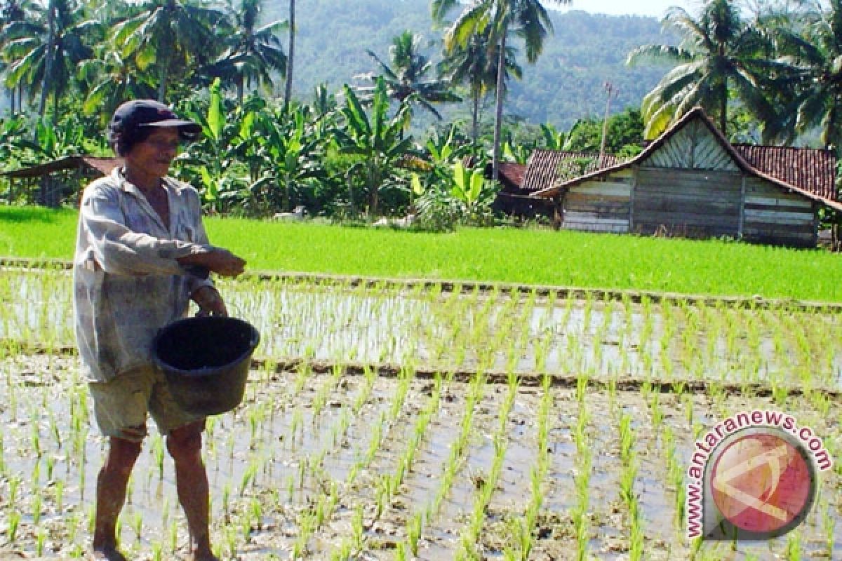  Lagi, Petani Pesawaran Sulit Pupuk