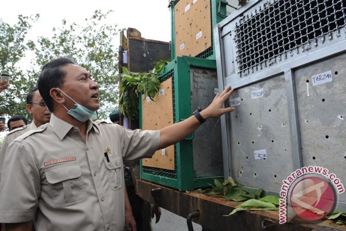 Minister releases four orangutans in Kalimantan`s forest