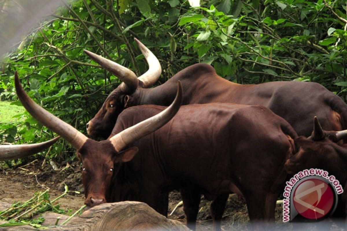 Petani Lampung Timur Minati Penggemukan Sapi