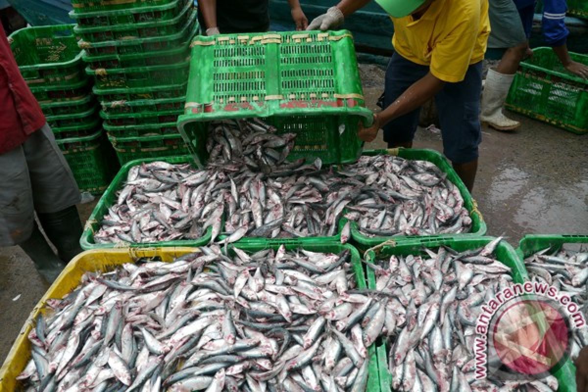 Produksi perikanan tangkap Cilacap naik 120 persen