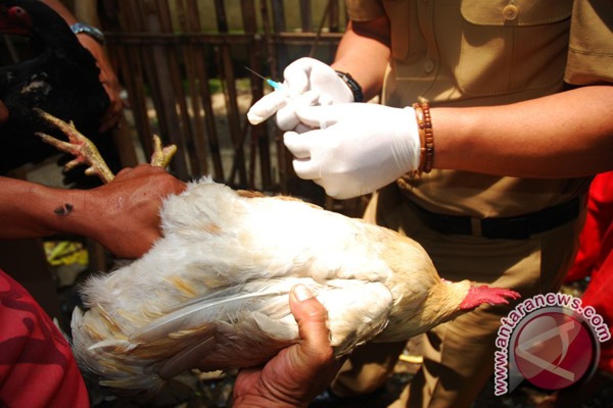 Flu burung, ribuan ayam mati di Jambi