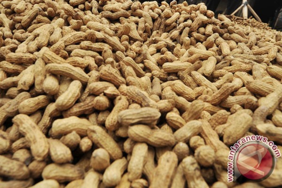 Ilmuwan temukan cara baru atasi alergi kacang 