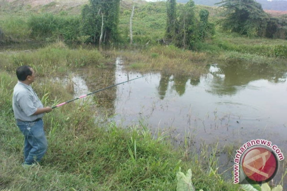 Rawa Mahang Paku Sorganya Pemancing Banua