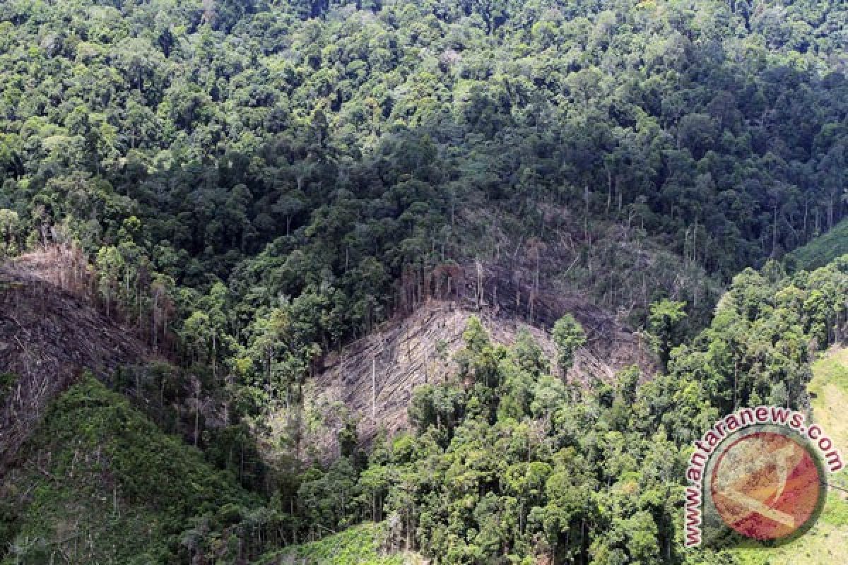 WWF canangkan program Newtrees di Papua