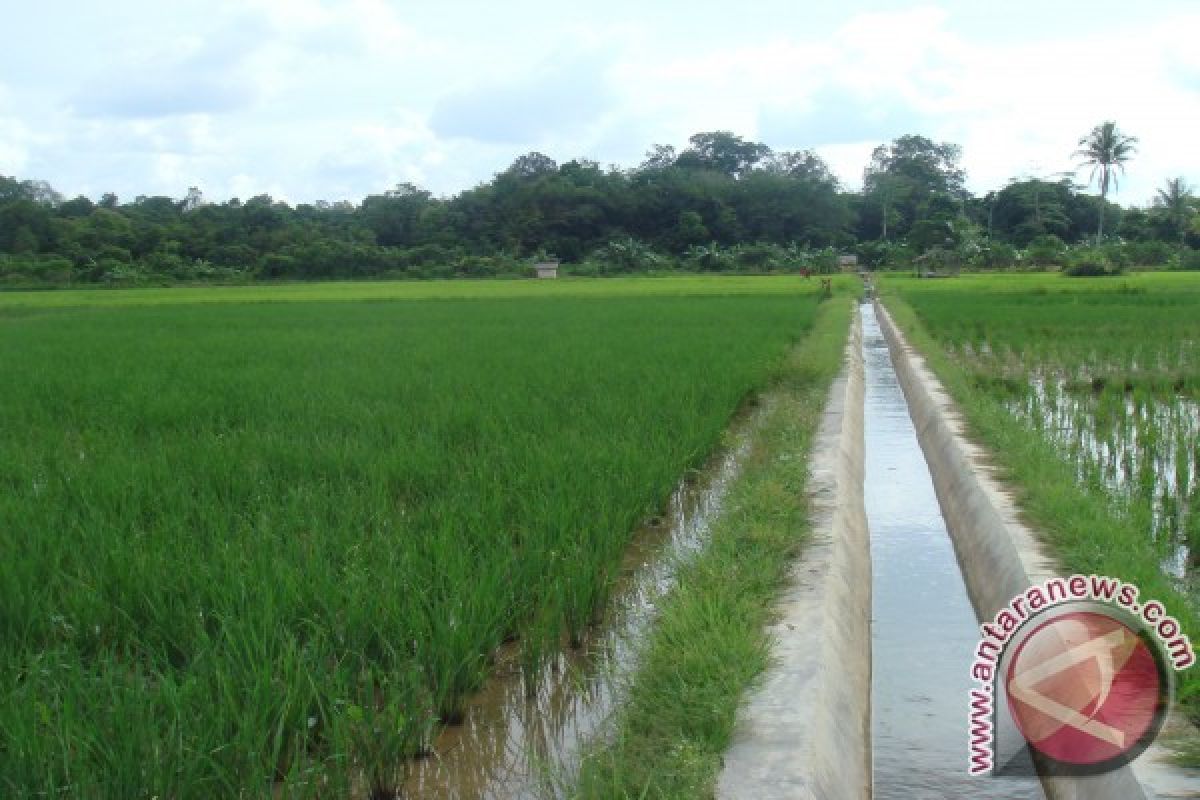 Irigasi di lahan gambut butuh pengetahuan hidrolika