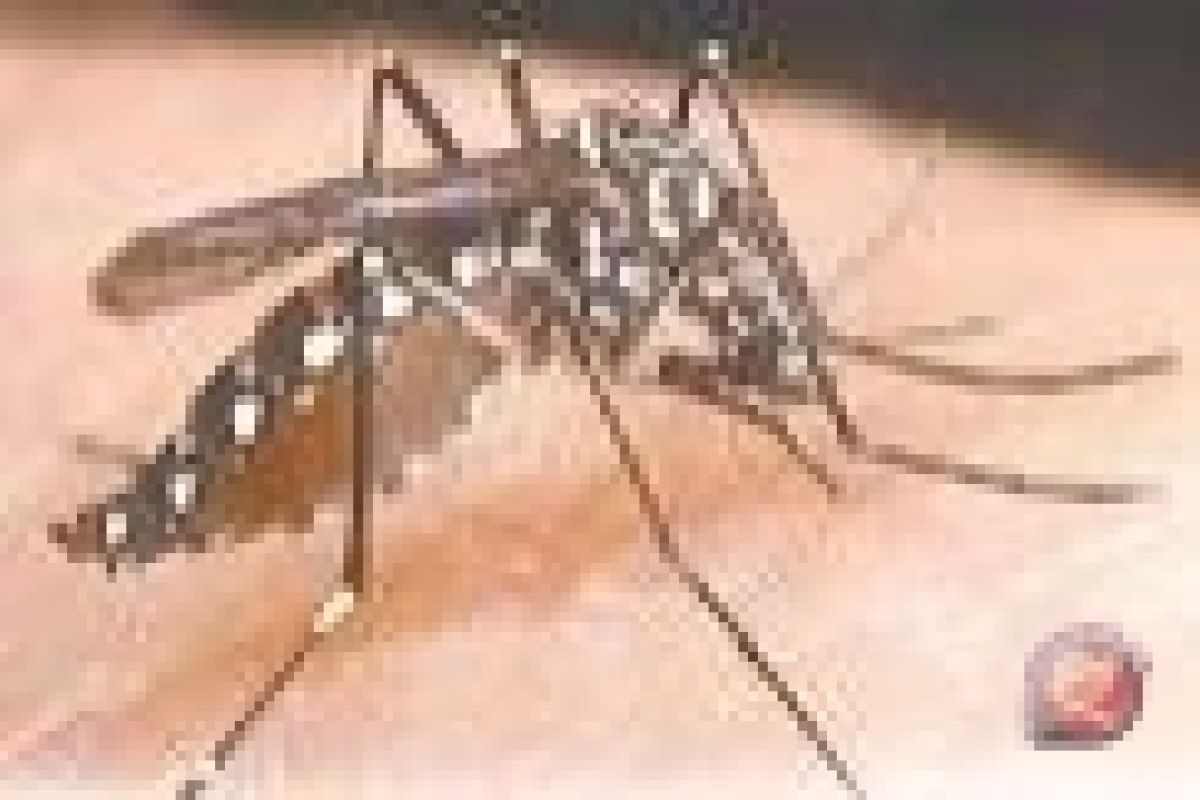 Dengue patient died in Kotabaru