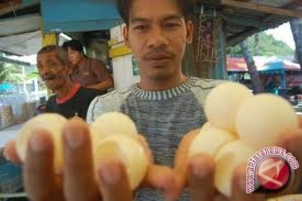Polresta Samarinda Ultimatum Penjual Telur Penyu