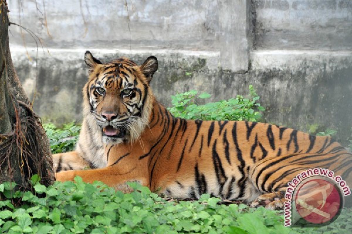 Daging sapi berformalin racuni harimau KBS