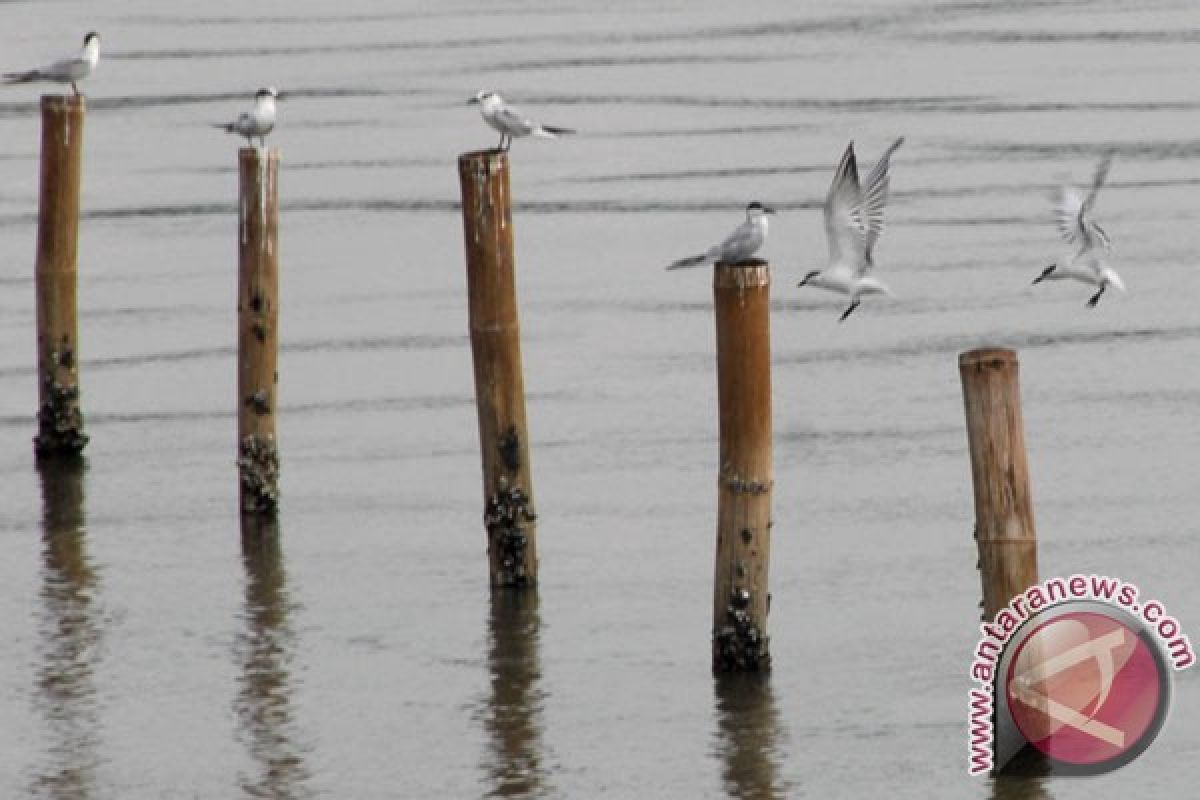 Kemendes bantu Seruyan kembangkan ekowisata mangrove