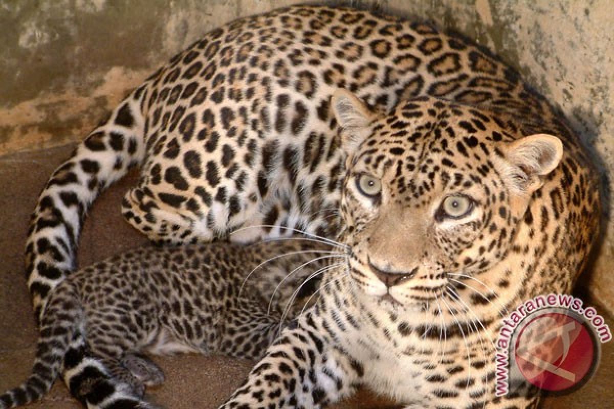 Leopard trespasses local resident`s house in Sukabumi