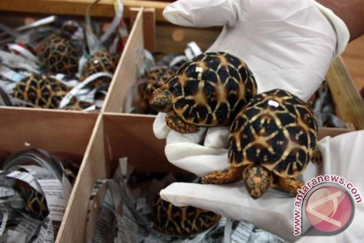 Sembunyikan kura-kura di celananya, pria Kanada didenda 2.600 dolar