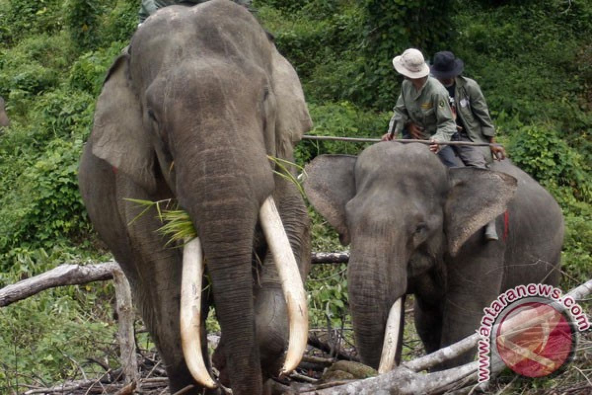 Kawanan gajah rusak perkebunan warga Lampung Barat