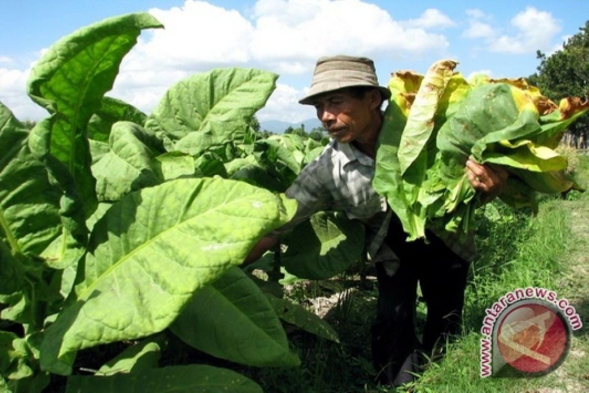 BPS: 13.173 petani Bengkulu beralih profesi