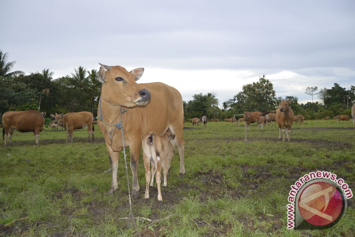 Peneliti: Sapi Dari Eks Tambang Aman Dikonsumsi 