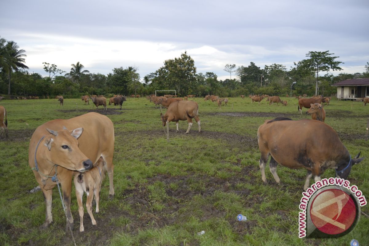 Disbun Kaltim Dukung Integrasi Sapi-Sawit