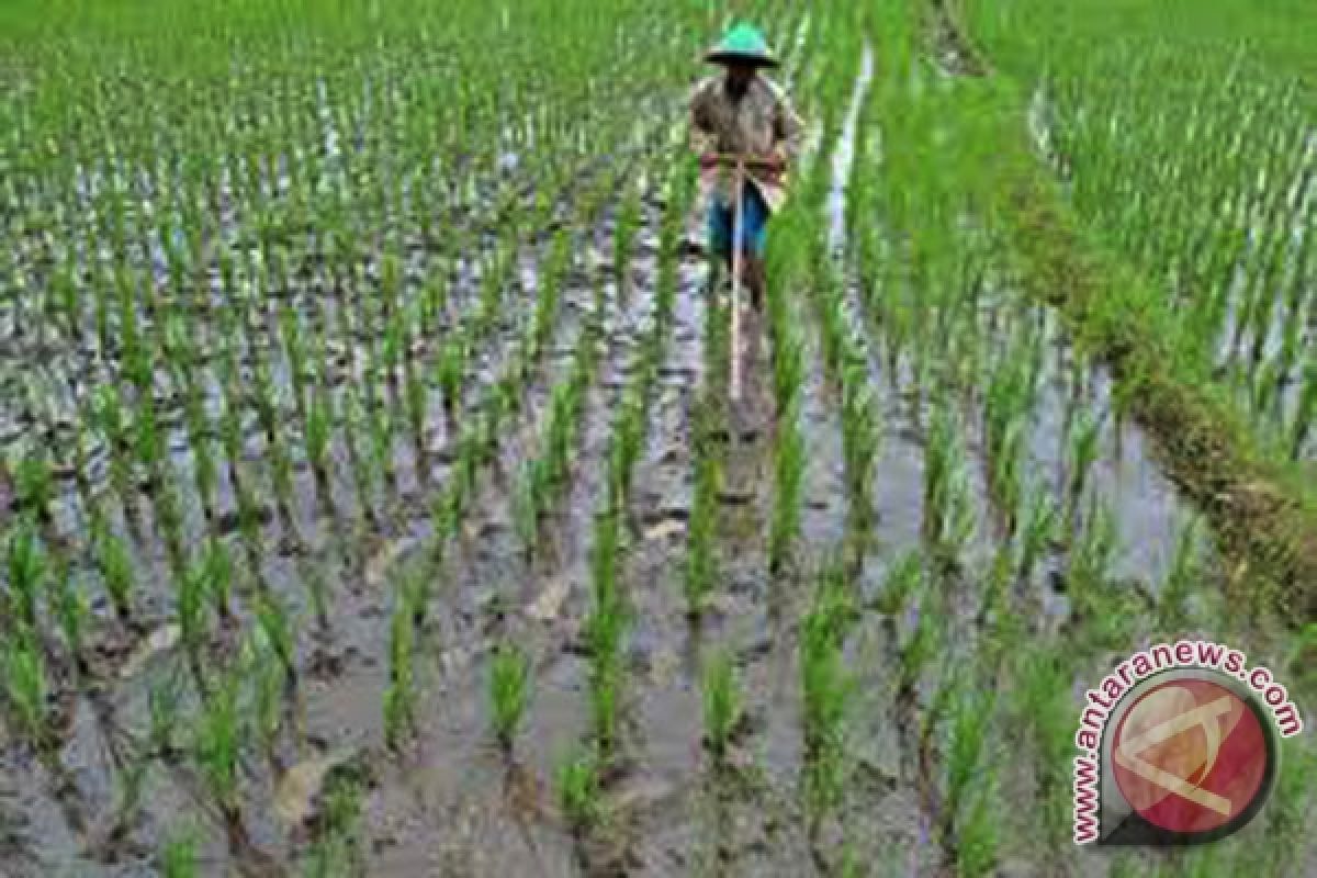 90 persen sawah baru Mukomuko ditanami padi