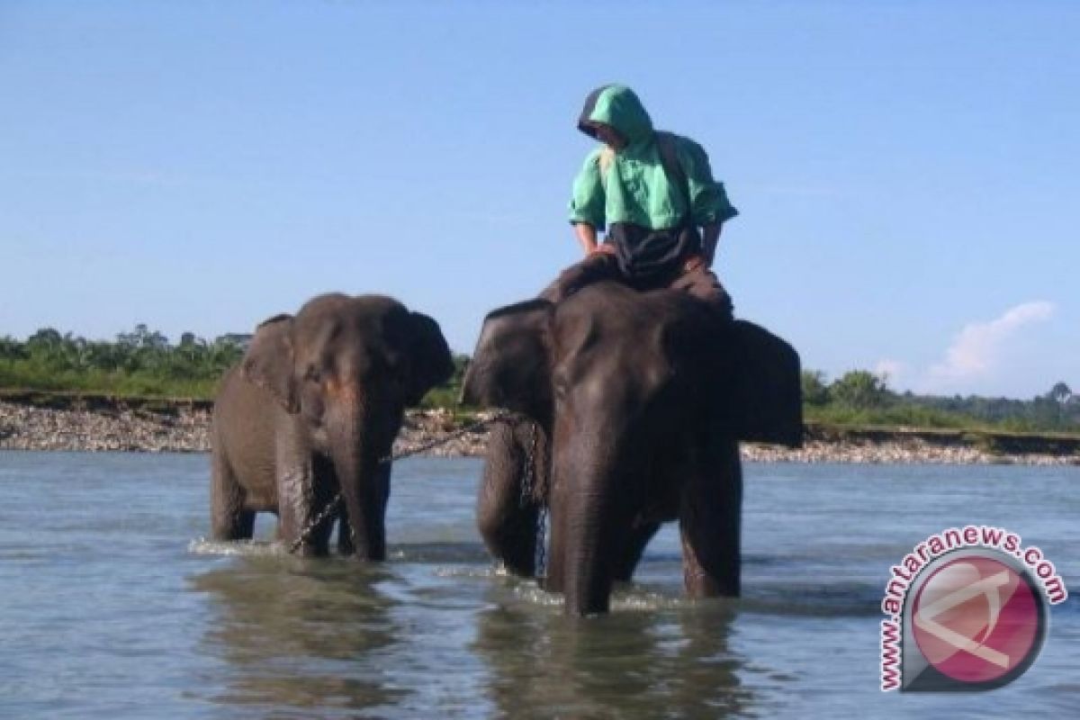 BKSDA : racun pestisida bunuh gajah di Riau