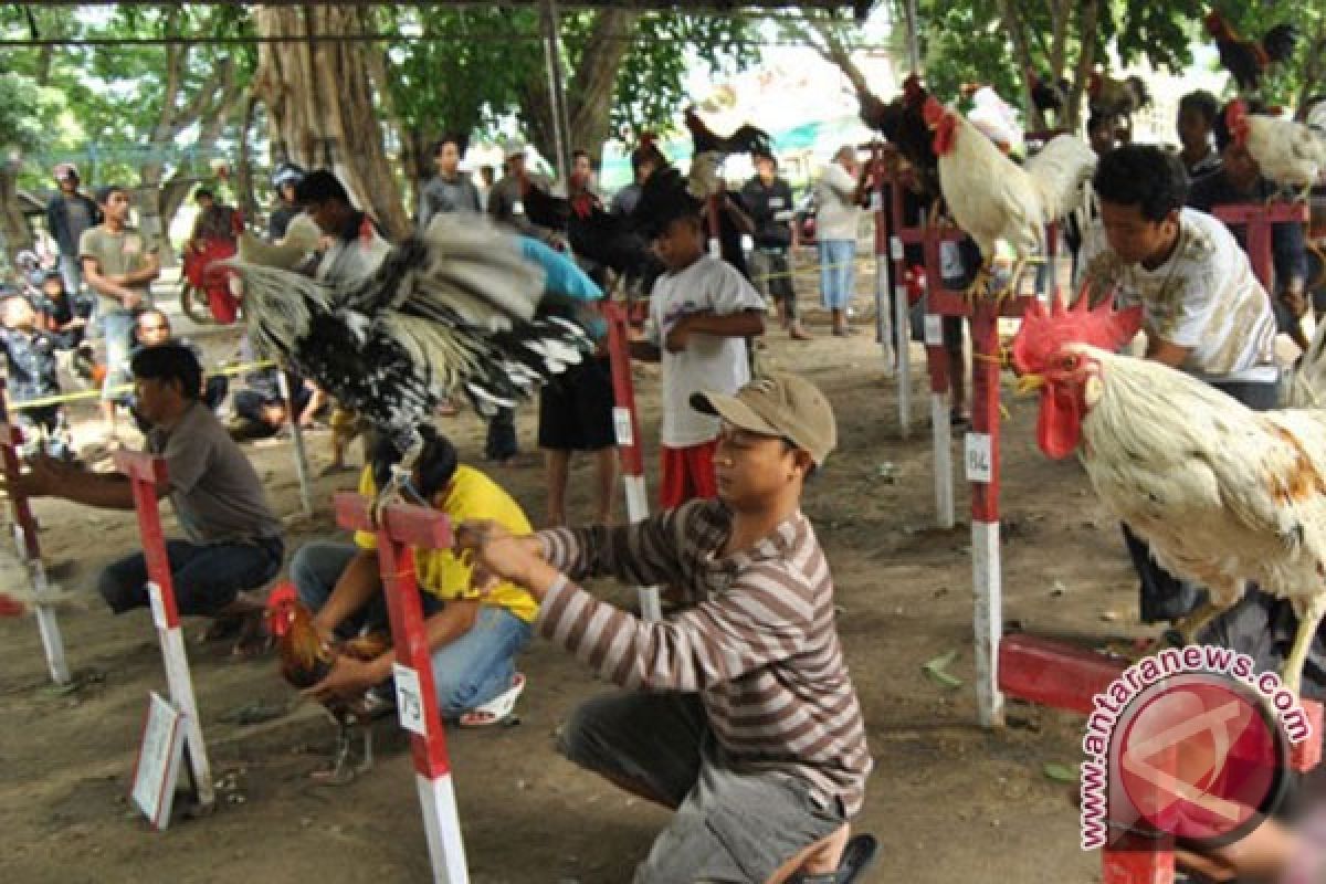 Komunitas ayam ketawa kini terbentuk di Sampit